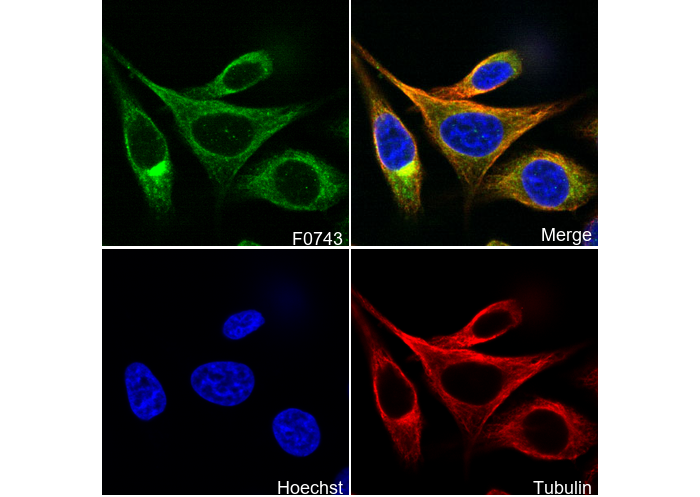 PAI-1 Antibody