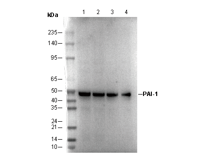 PAI-1 Antibody
