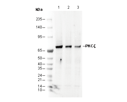 PKC ζ Antibody