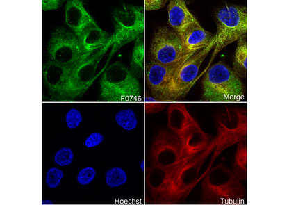 PODXL Antibody