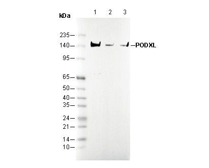 PODXL Antibody
