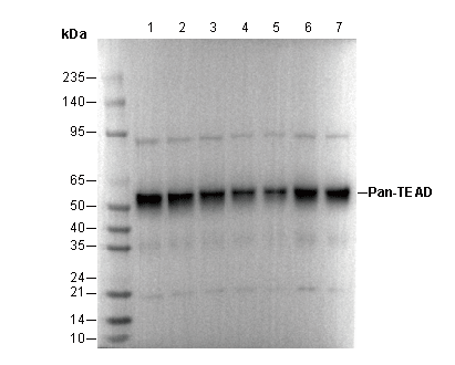Pan-TEAD Antibody