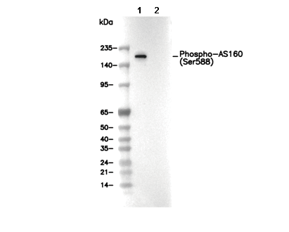 Phospho-AS160 (Ser588) Antibody