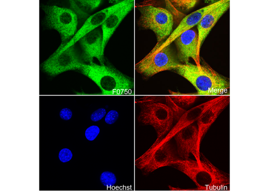 Phospho-HSP27 (Ser82) Antibody