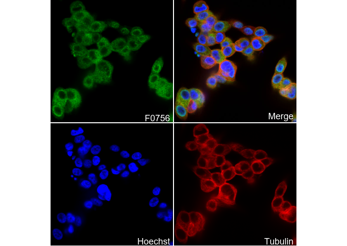 Ret Antibody
