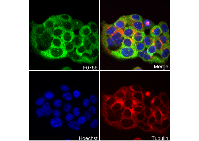 SAV1 Antibody