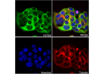 SAV1 Antibody