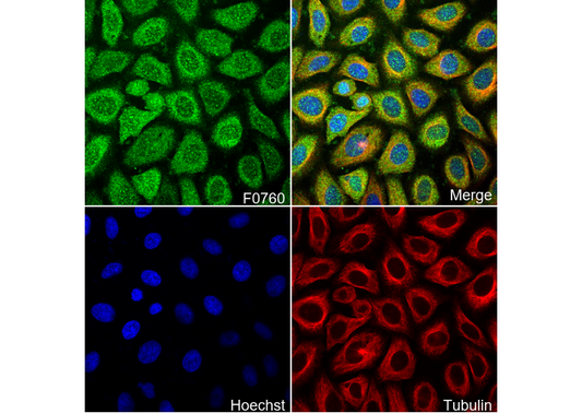 SHP-1 Antibody