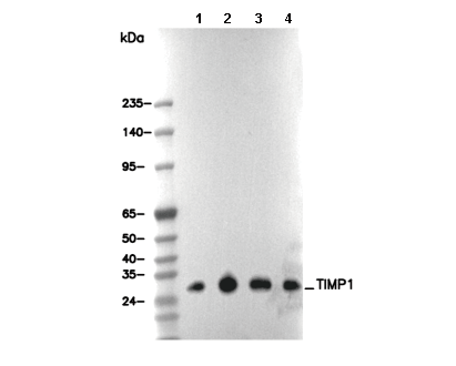 TIMP1 Antibody
