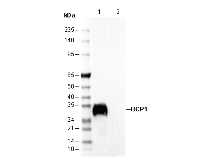UCP1 Antibody