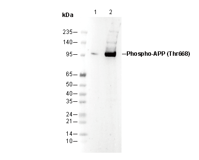 Phospho-APP (Thr668) Antibody