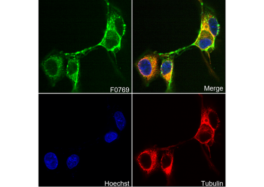 Myosin IIb Antibody