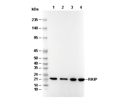 RKIP Antibody