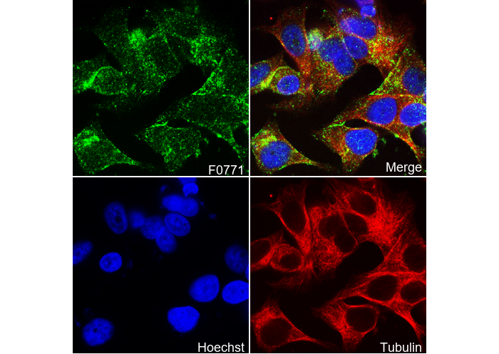 Pan Cadherin Antibody