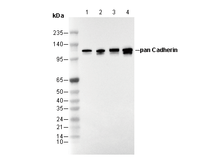 Pan Cadherin Antibody