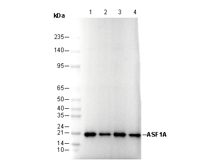 ASF1A Antibody