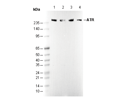 ATR Antibody