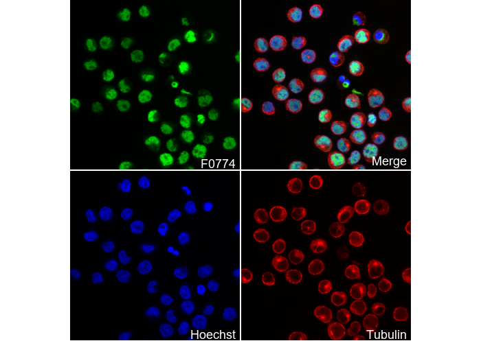 BCL6 Antibody