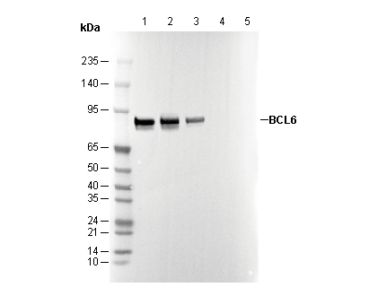 BCL6 Antibody