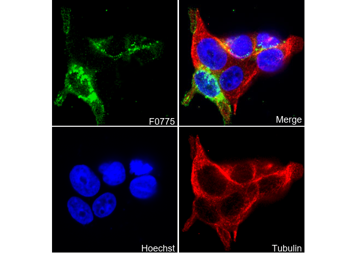 CEA/CD66e Antibody