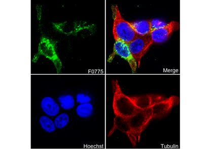 CEA/CD66e Antibody
