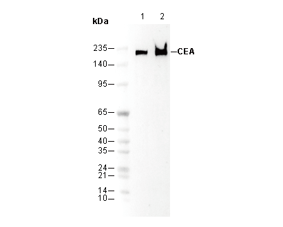 CEA/CD66e Antibody