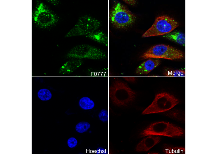 EAAT1 Antibody