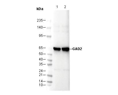 GAD2 Antibody