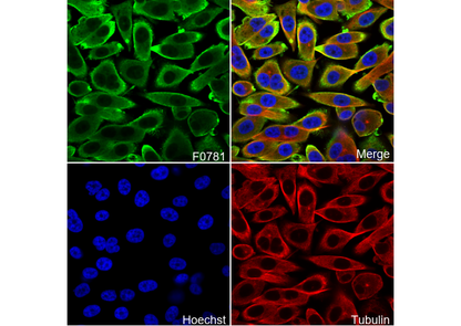 GSTP1 Antibody