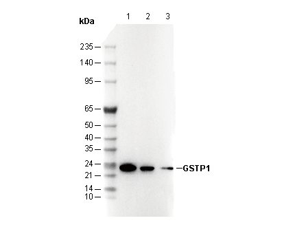 GSTP1 Antibody