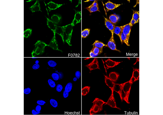 Grp75 Antibody