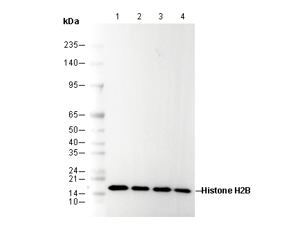 Histone H2B Antibody