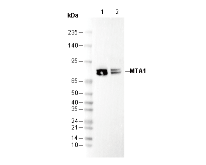 MTA1 Antibody