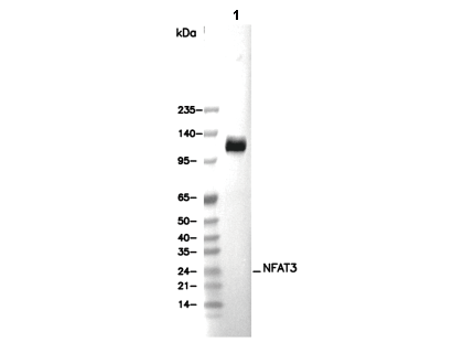 NFAT3 Antibody