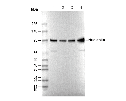 Nucleolin Antibody