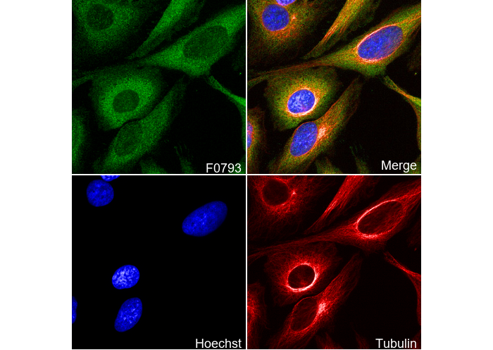 PKM1/2 Antibody