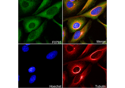 PKM1/2 Antibody