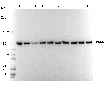 PKM1/2 Antibody