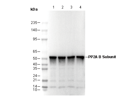 PP2A B Subunit Antibody