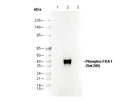 Phospho-FRA1 (Ser265) Antibody