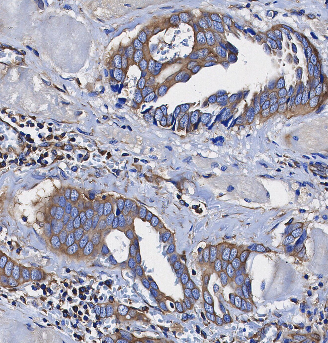 RACK1 Antibody