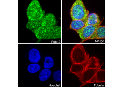 RSK2 Antibody