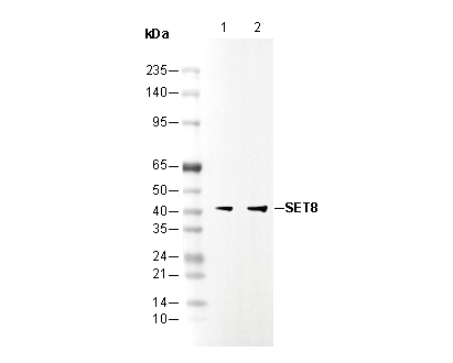 SET8 Antibody