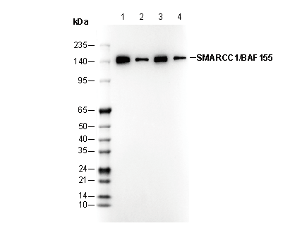 SMARCC1/BAF155 Antibody