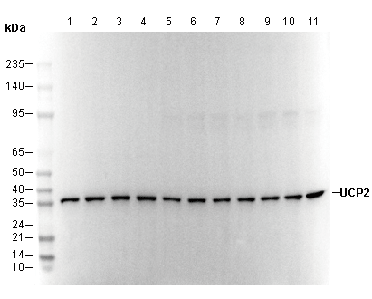 UCP2 Antibody