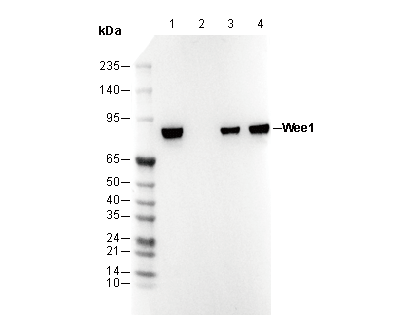 Wee1 Antibody