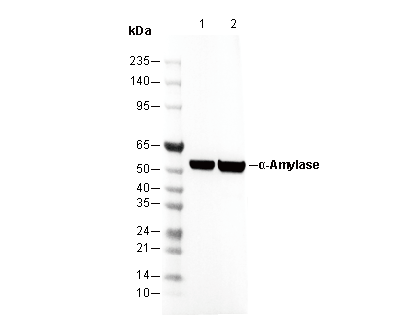 α-Amylase Antibody