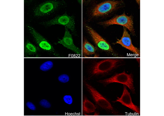 ATF6 Antibody