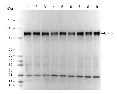 Cbl-b Antibody