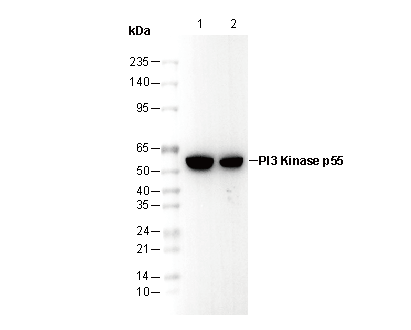 PI3 Kinase p55 Antibody